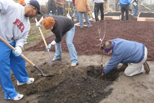 |Volunteers planting shrubbery at the Giving Garden