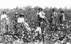 Black Cotton Sharecropping Family