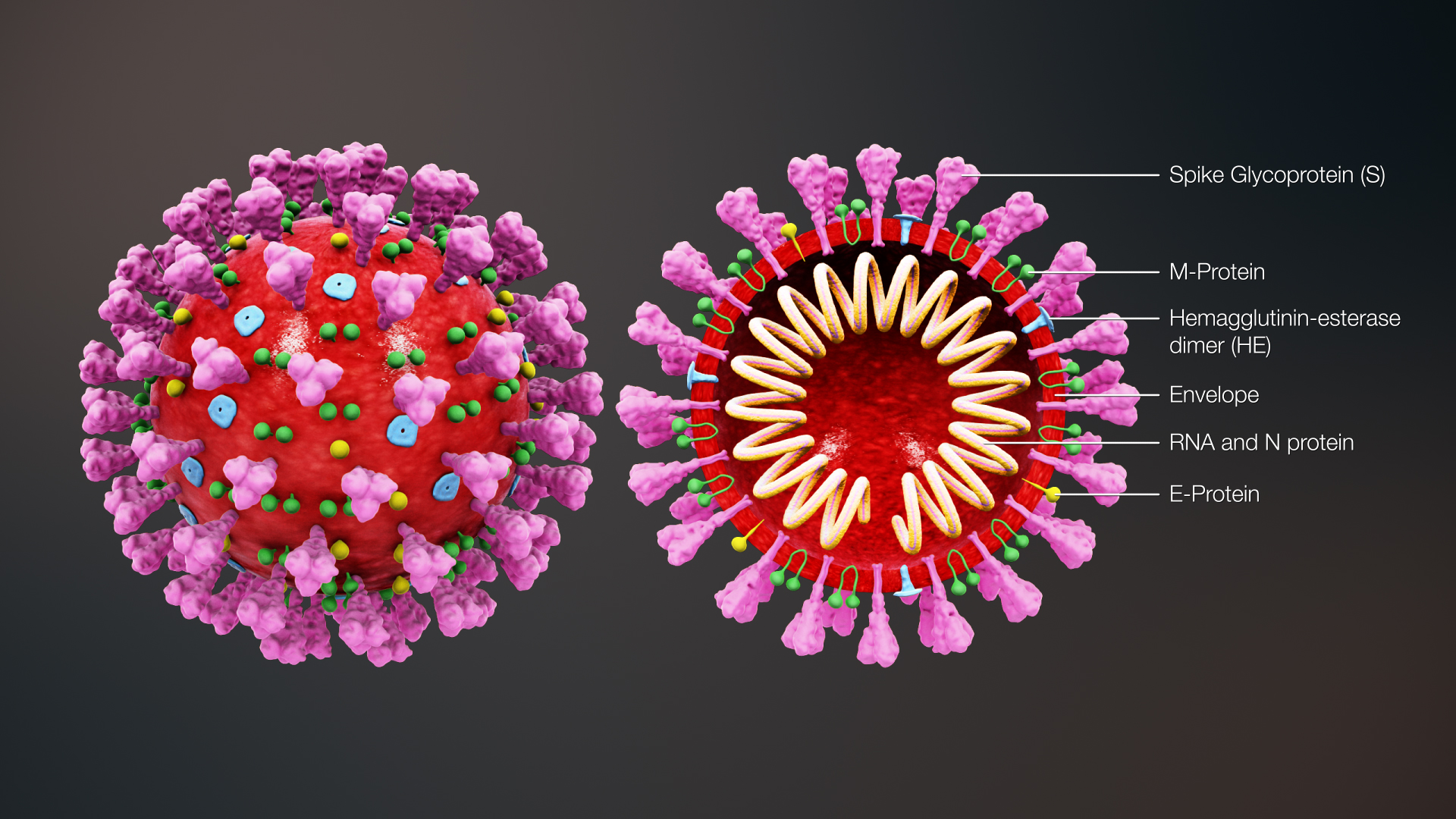 Coronavirus structure||||