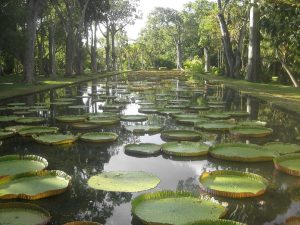 Sir Seewoosagur Ramgoolam Botanical Garden (Wikipedia)