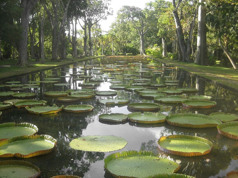 Sir Seewoosagur Ramgoolam Botanical Garden (Wikipedia)