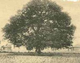 Emancipation Oak, Hampton